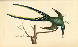 Thenaturalistsmiscellany Prints: Fork-tailed hummingbird, Trochilus forficatus