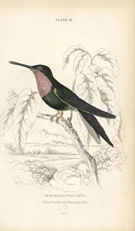 Hummingbirds Prints: Fork-tailed woodnymph, Thalurania furcata