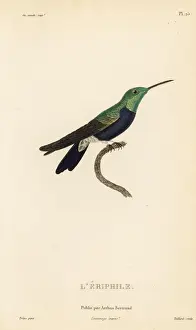 Fork-tailed woodnymph, Thalurania furcata eriphile