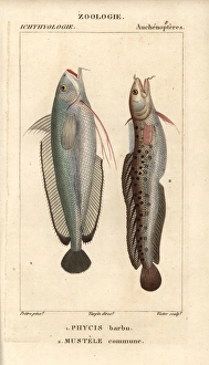 Forkbeard, Phycis phycis, and fivebeard rockling Forkbeard, Phycis phycis, and fivebeard rockling