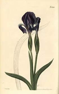 Forked iris, Iris furcata