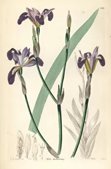 Bailey Gallery: Forked-petaled flower de luce, Iris dichotoma