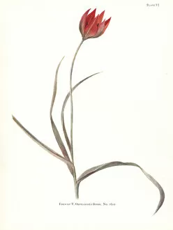 1610 Collection: Form of Tulipa orphanidea No. 1610