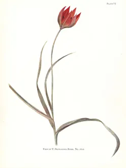 Elsie Gallery: Form of Tulipa orphanidea No. 1610