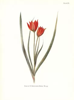 Elsie Gallery: Form of Tulipa orphanidea No. 45