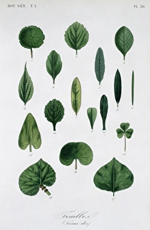 Salvia Officinalis