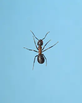 Formicidae Prints: Formica rufa, wood ant