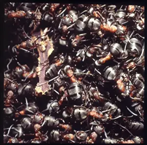 Formica rufa, wood ants
