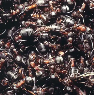 Formicidae Prints: Formica rufa, wood ants