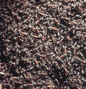 Formica rufa, wood ants