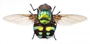 Closeup Prints: Formosia moneta, fly