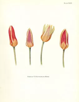 Katherine Gallery: Forms of the waterlily tulip, Tulipa kaufmanniana