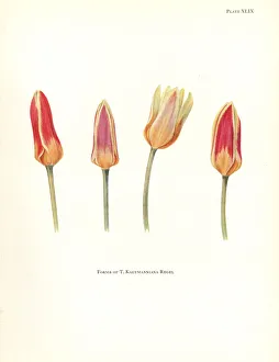 Elsie Gallery: Forms of the waterlily tulip, Tulipa kaufmanniana