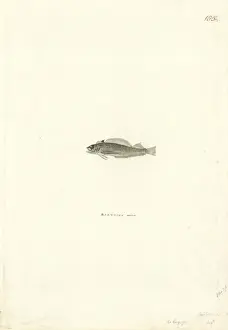 Johann George Adam Prints: Forsterygion varium, variable triplefin