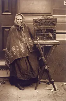 Fortune Teller & Bird