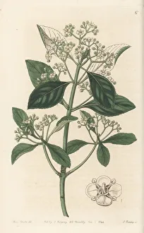 Fortune's spindle, Euonymus fortunei