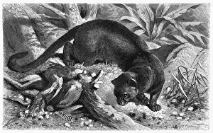 FOSSANE