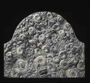Fossil ammonites used as memorial stone