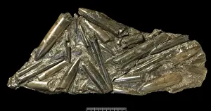 Mollusc Prints: Fossil belemnites