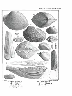 Illustrative Prints: Fossil bivalves