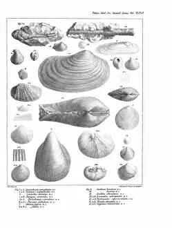 Illustrative Prints: Fossil bivalves
