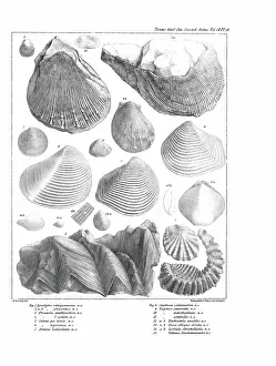 Illustrative Prints: Fossil bivalves