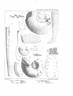 Illustrative Prints: Fossil cephalapoda