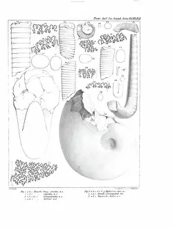 Illustrative Prints: Fossil cephalapoda