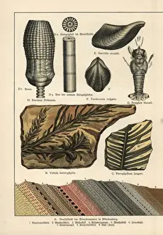Fossil conifer trees, shells and lobster