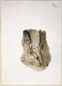 Echinodermata Prints: Fossil Crinoid