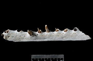 Abu Dhabi Gallery: Fossil crocodile jaw