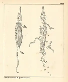 Schmidt Prints: Fossil dinosaur skeletons: Ichthyosaurus