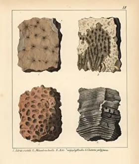 Polyporus Prints: Fossil of extinct corals: Astraea, Maeandrina
