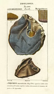 Fossil of extinct oyster species, Trihites plati