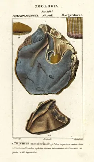 Images Dated 22nd March 2020: Fossil of extinct oyster species, Trihites plati