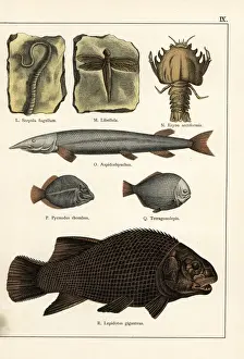 Mineralogy Prints: Fossil of extinct tubeworm, dragonfly, lobster and fish