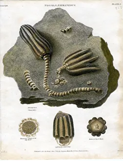 Fossil - Extrancons