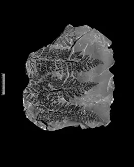 Polypodiophyta Prints: Fossil fern