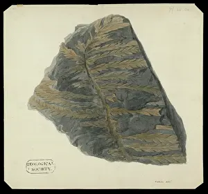 Frond Prints: Fossil fern from the Alps