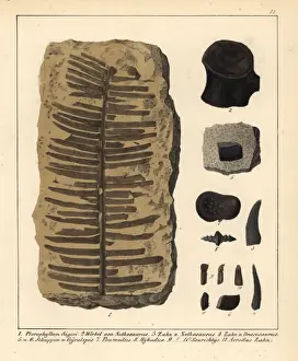 Fern Prints: Fossil fern, Nothosaurus tooth and vertebra