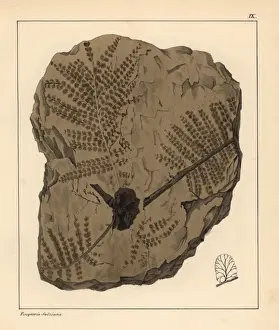 Petrification Prints: Fossil fern, Pecopteris Sulziana