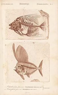 Universel Gallery: Fossil fish, Acanthonemus filamentosus