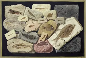 Willoughby Prints: Fossil fish from the collection of William Willoughby Cole