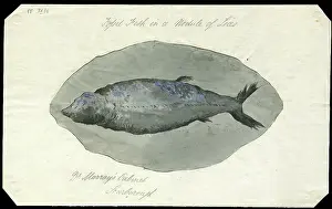Lias Prints: Fossil fish in a nodule of Lias