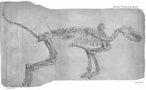 1788 1860 Prints: Fossil fox from Oeningen