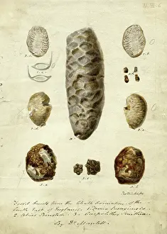 Fruits Prints: Fossil fruits from Chalk formation - South East of England