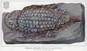 Stratum Prints: Fossil Holoptychius