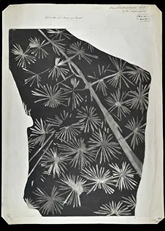 Unclear Prints: Fossil horsetail from Bristol
