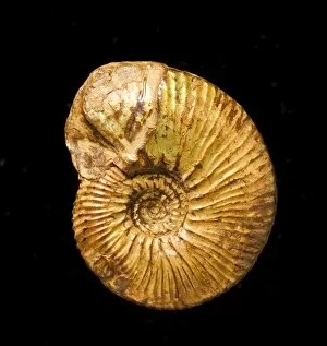 Ammonoidea Gallery: A fossil Kosmoceras, ammonite