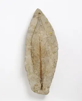 Veined Prints: Fossil leaf of an early flowering plant